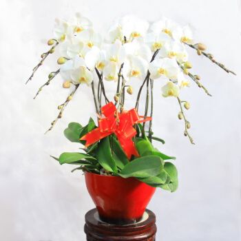 盆栽真花带花北京年宵花卉送客户新年礼品盆景室内客厅花卉蝴蝶兰